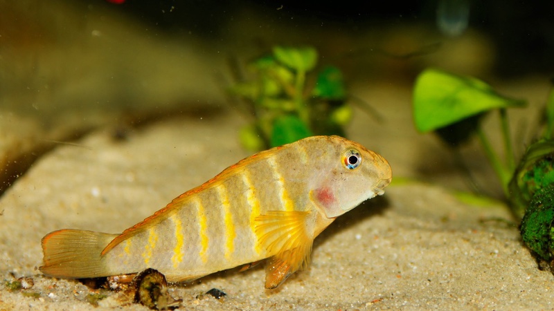 Eretmodus marksmithi 'Milima Island'